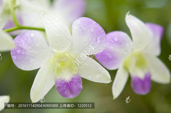 選擇美麗的蘭花
