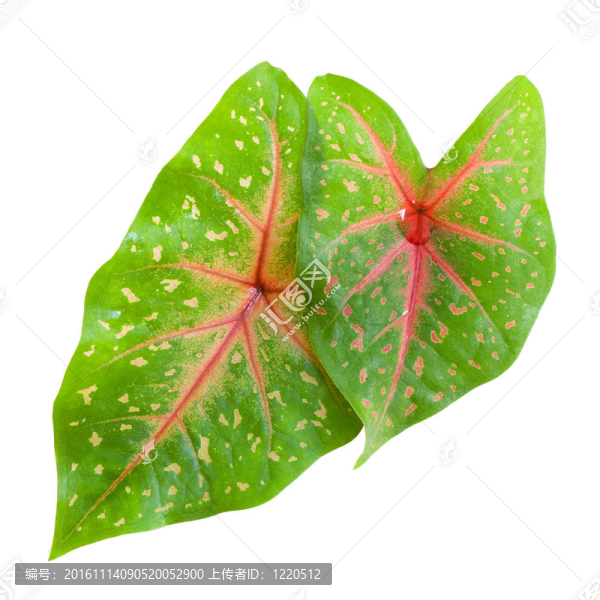 心形的熱帶calladium分離