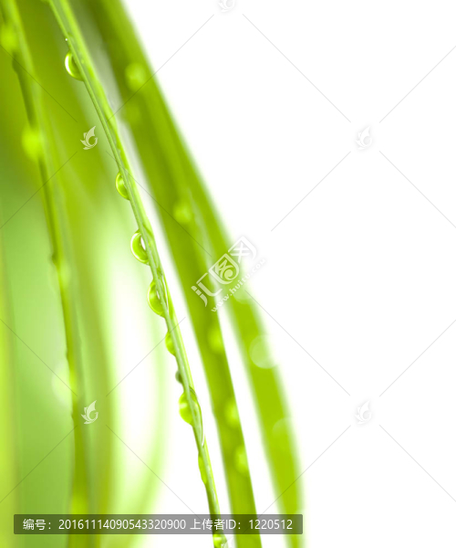 帶水滴的棕櫚葉