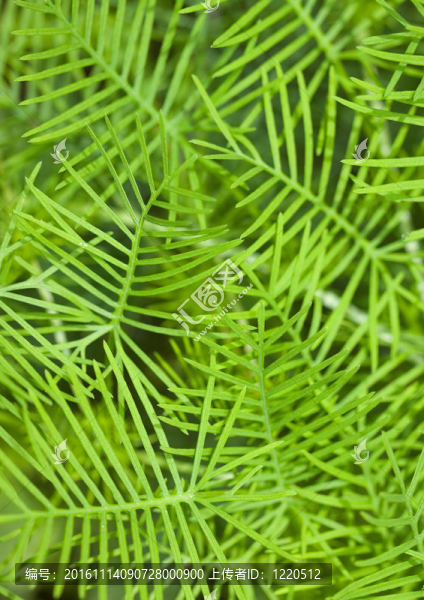 攀援植物的明亮嬌嫩的葉子