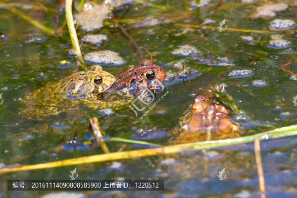 美國蟾蜍（Bufo,americanus）