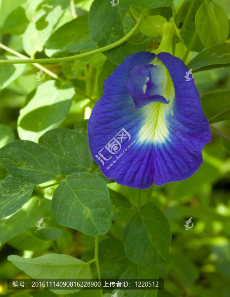 阿育吠陀藥用花卉蘭花豆