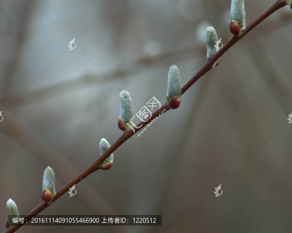春天的新芽