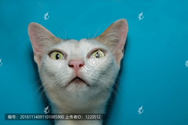 酸的貓