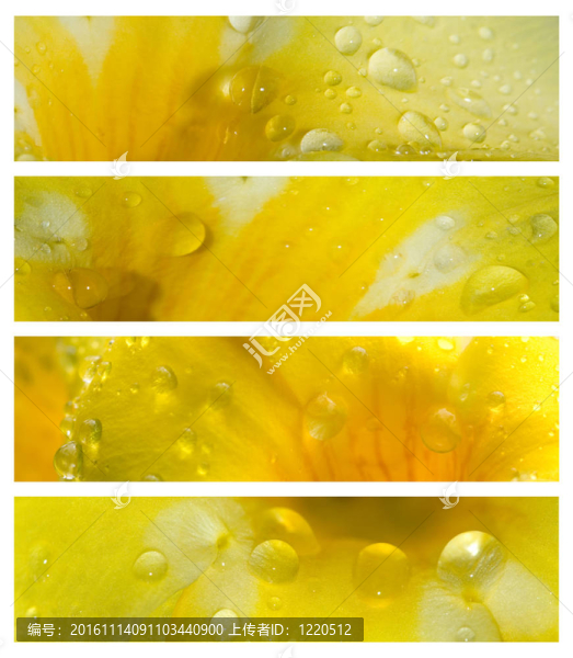 水滴在花瓣上橫幅集