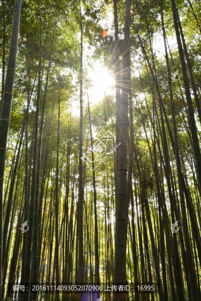 竹林素材