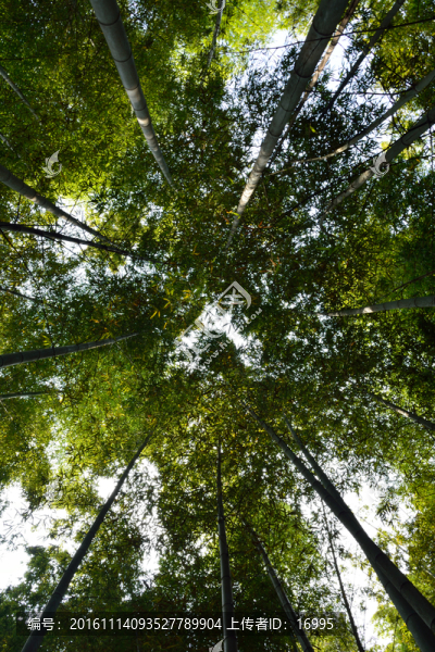 仰望竹林特寫(xiě)