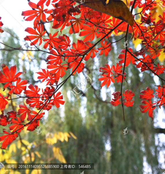霜葉紅于二月花