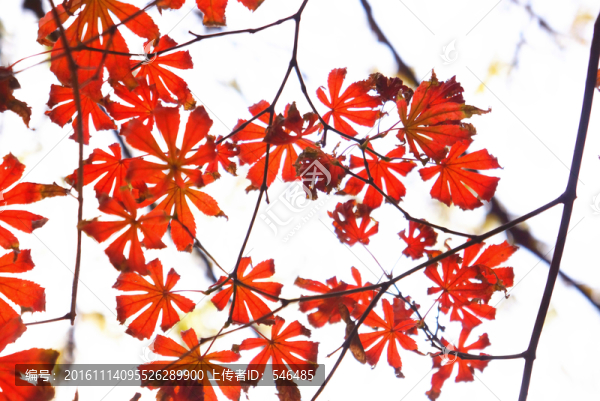 紅葉
