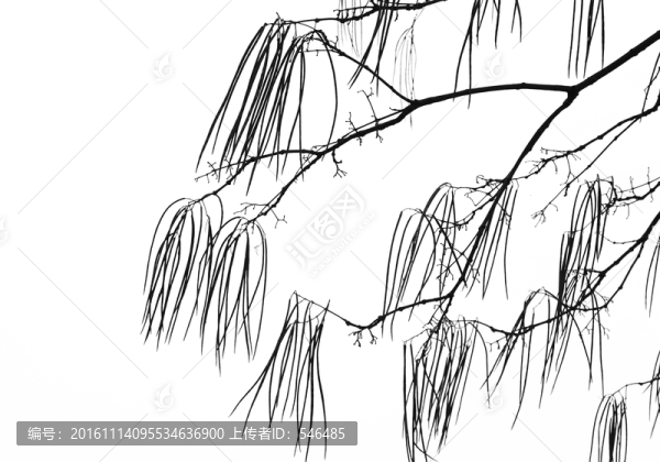 樹(shù)枝紋理