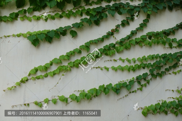 爬墻虎