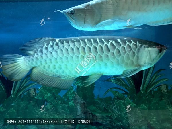 銀龍魚