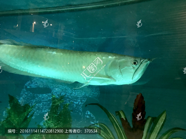 銀龍魚(yú)