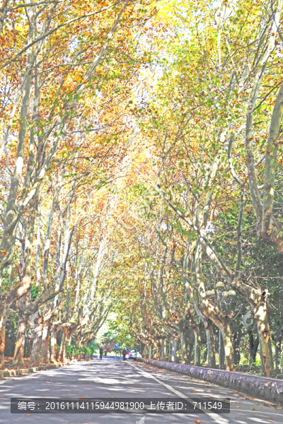 梧桐樹景觀道路
