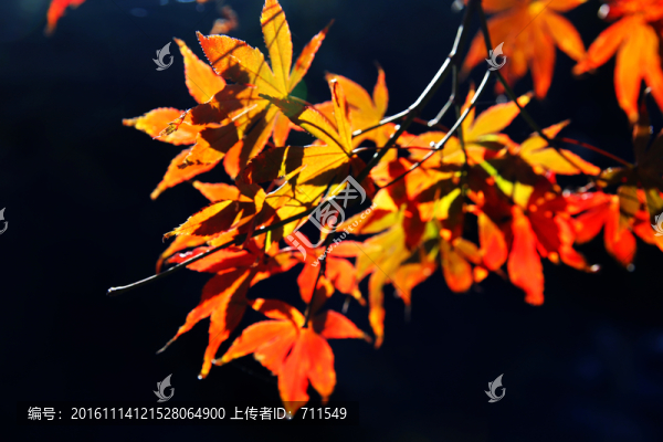 紅葉