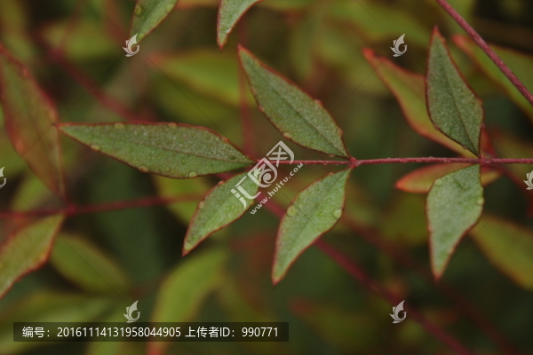枝葉