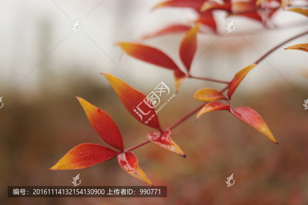紅葉斑斕