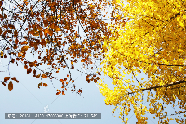 秋色天空黃葉