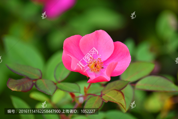 紅花