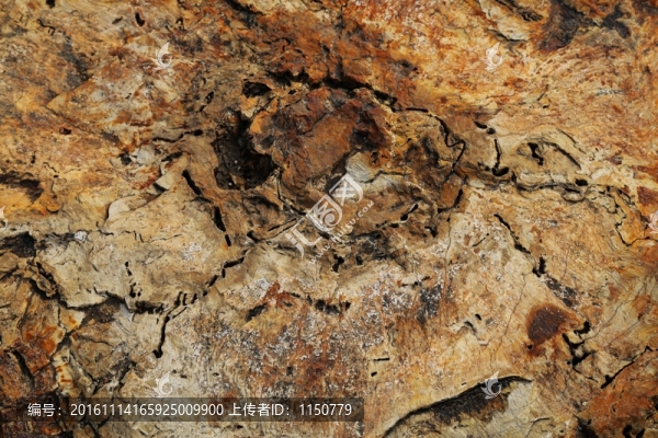 木化石,紋理