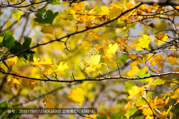 嵩山,（130）