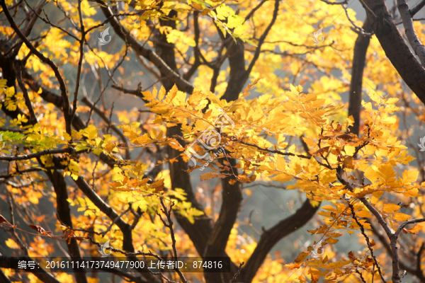 嵩山,（135）