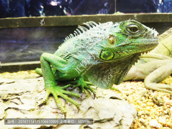 活變色龍?zhí)貙? title=