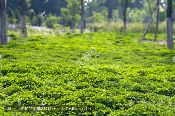 草地,三葉草