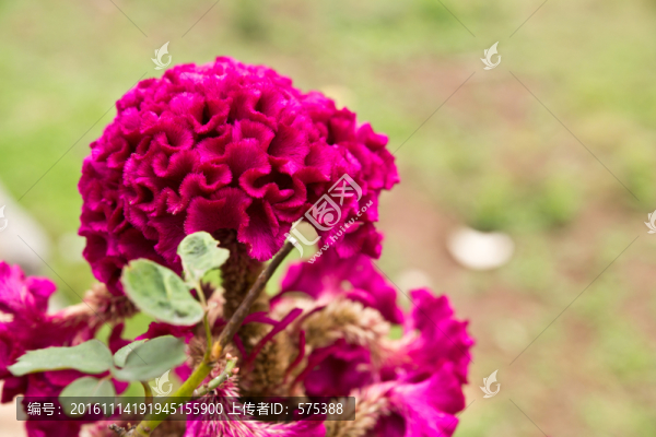 雞冠花