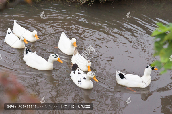 鴨子-匯圖網(wǎng) www.fosd68.com 鴨子
