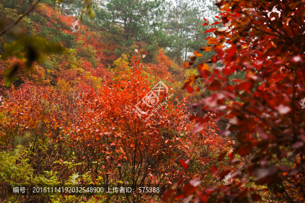 紅葉