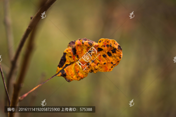 紅葉