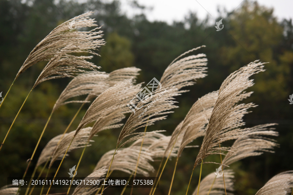 蘆葦