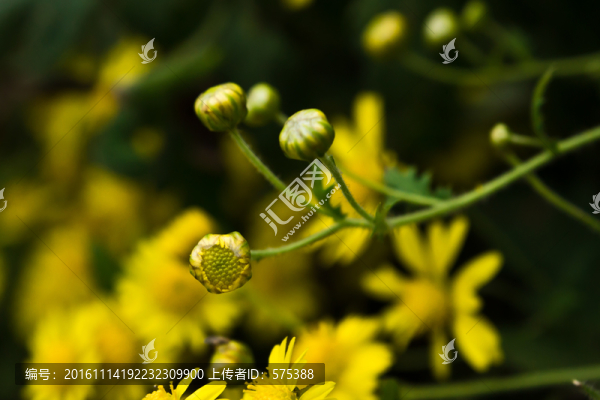 野菊花