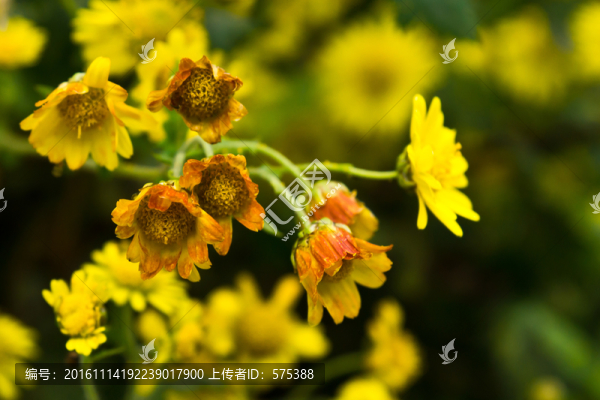 野菊花