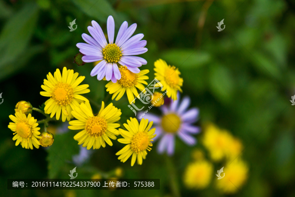 漂亮的野菊花