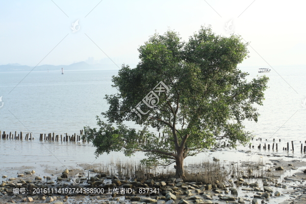 海灘上的一棵樹