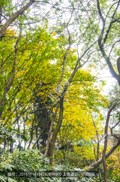樹林