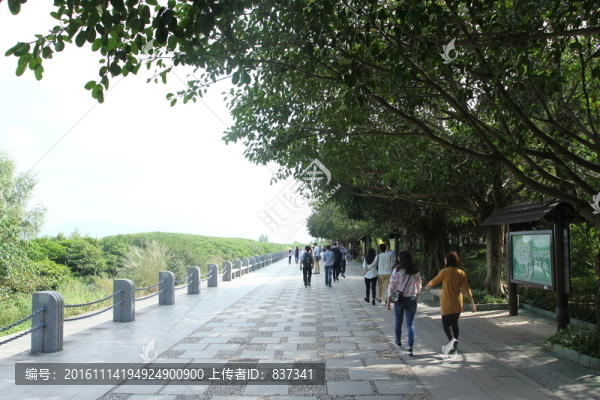 紅樹(shù)林
