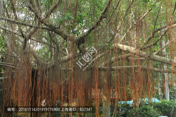 榕樹