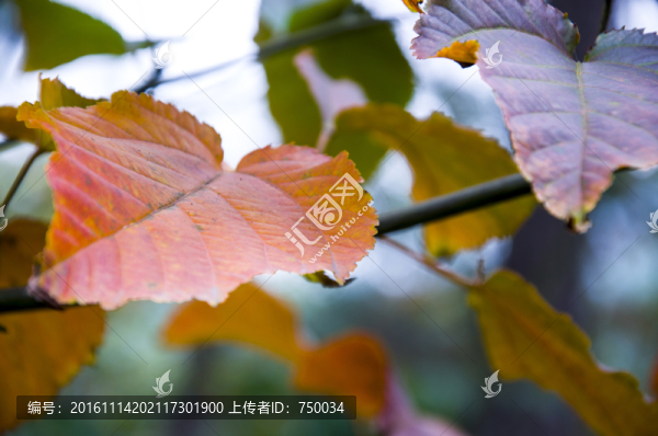 葉