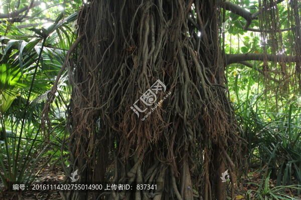 榕樹(shù)根