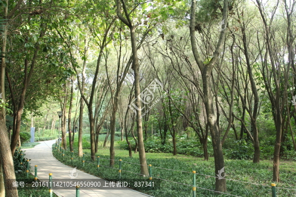 樹林小道