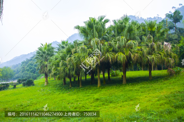 公園草地