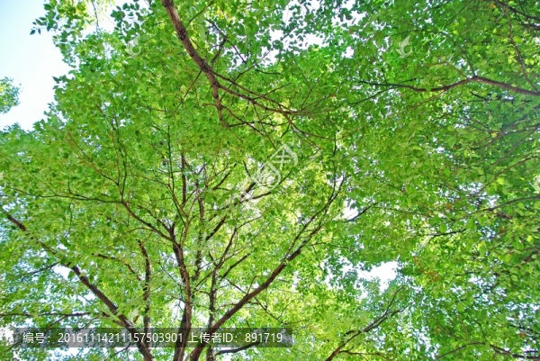 陽(yáng)光樹(shù)葉,樹(shù)葉背景