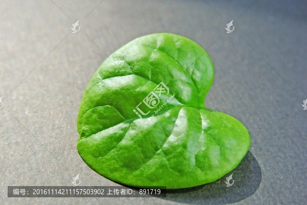一片綠葉,葉子樹(shù)葉素材