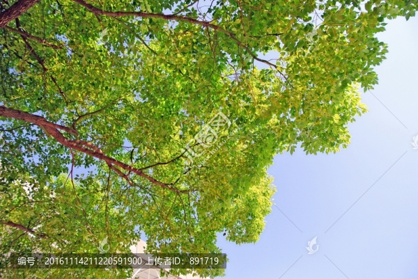 陽光樹葉,樹葉背景