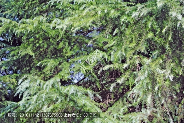 陽光樹葉,樹葉背景,柏樹