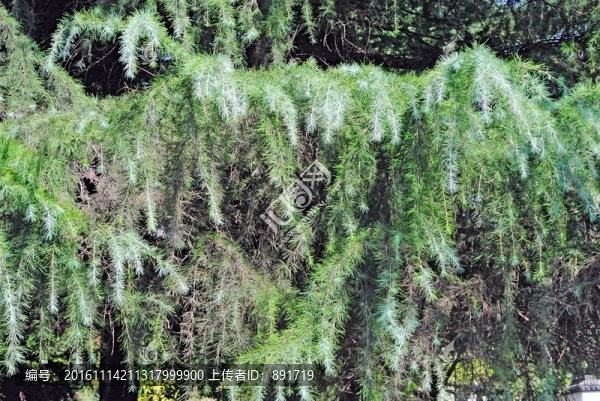 柏樹枝條背景