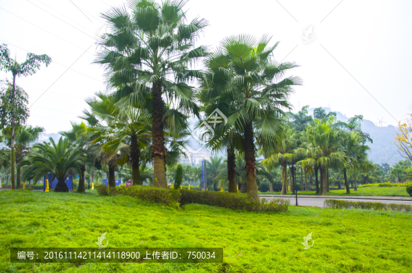 綠化環(huán)境
